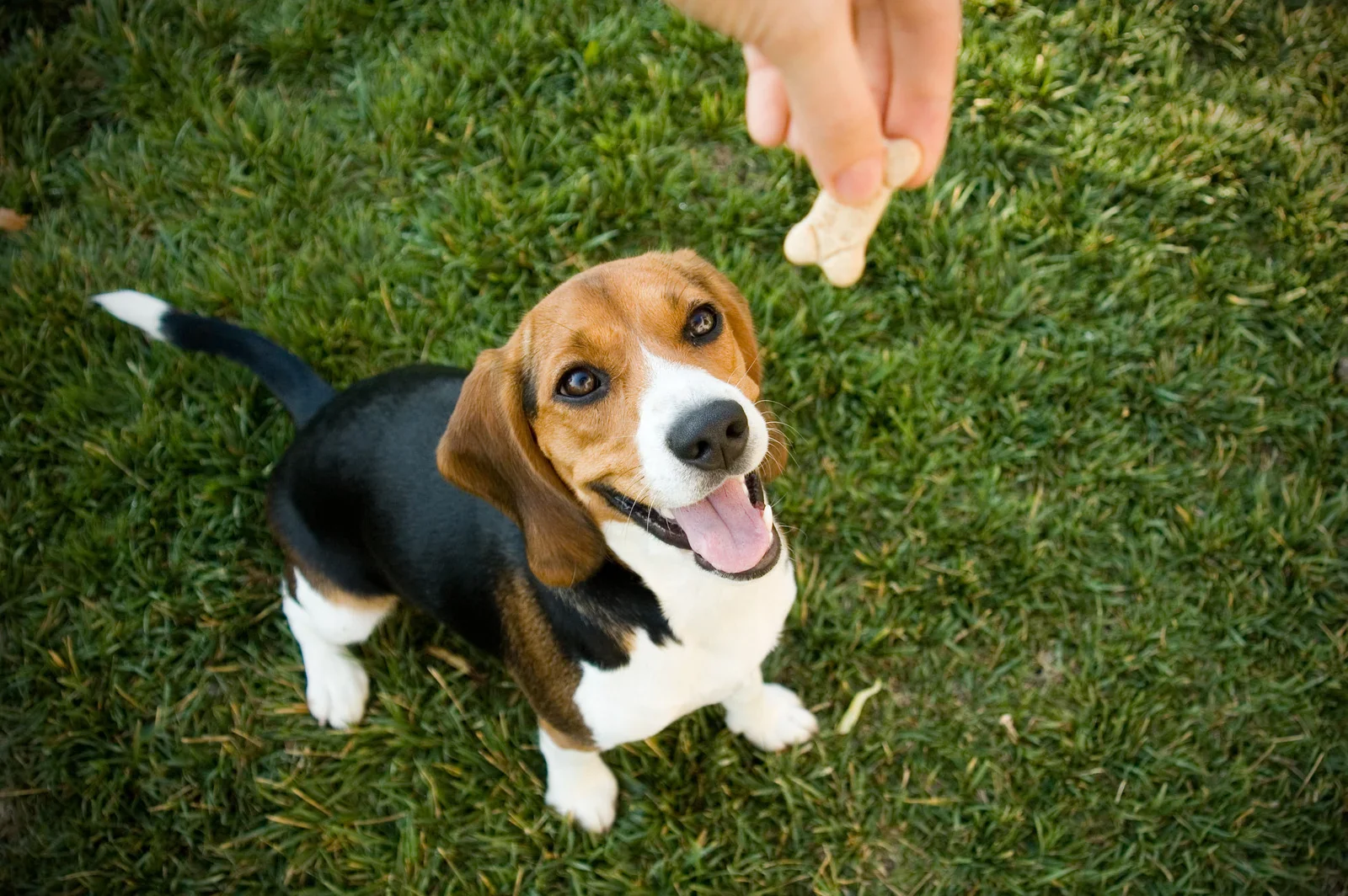 The Role of Treats in Dog Training: What Works and Why