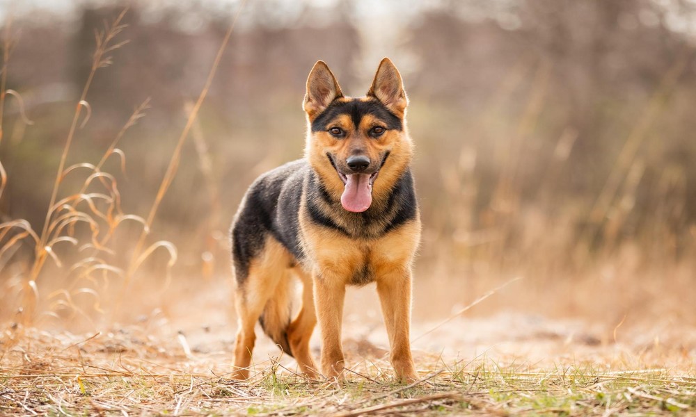 How Much Does a Protection Dog Cost? Understanding the True Value of Personal Security