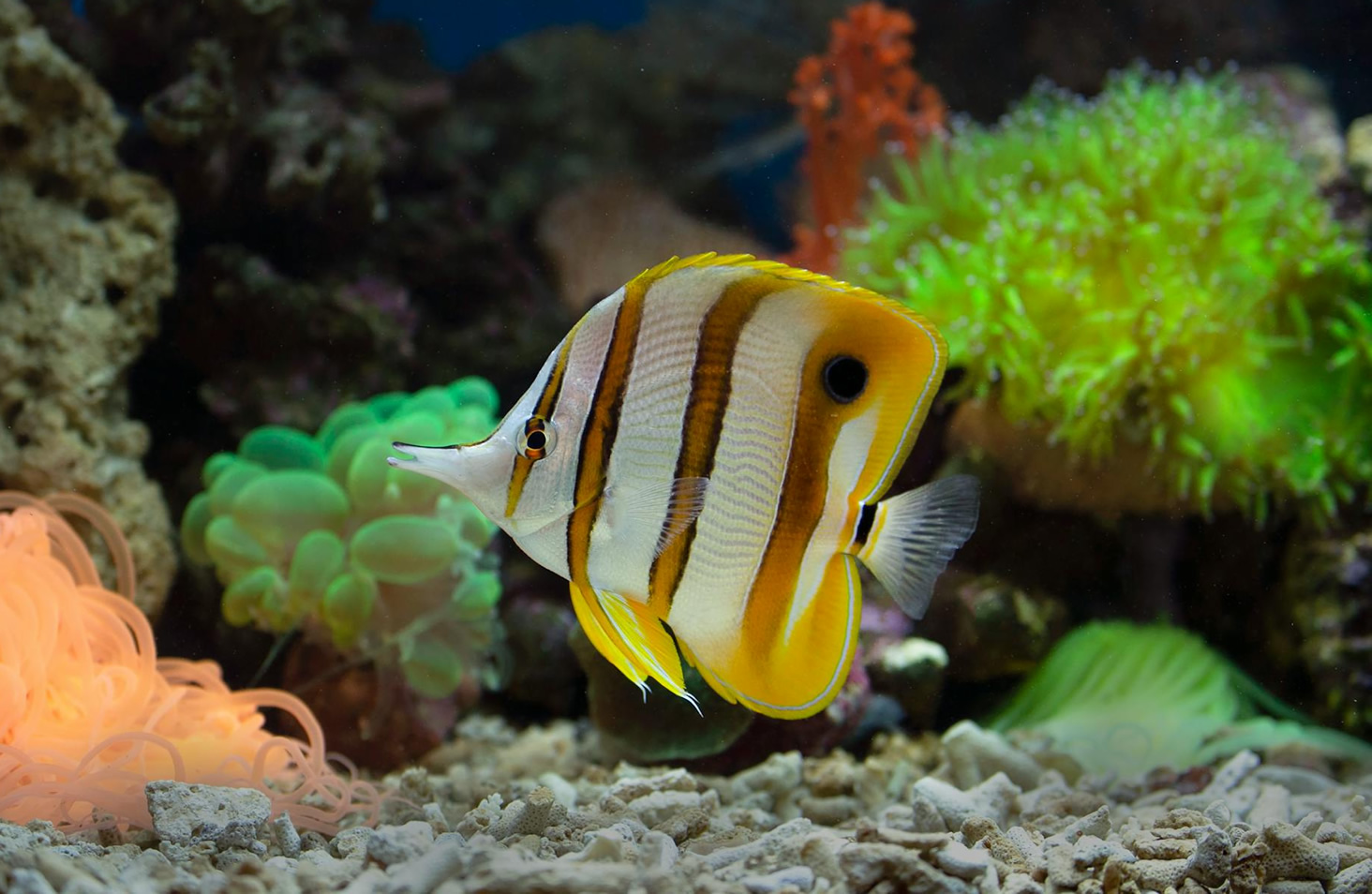 The Educational Value of Aquariums