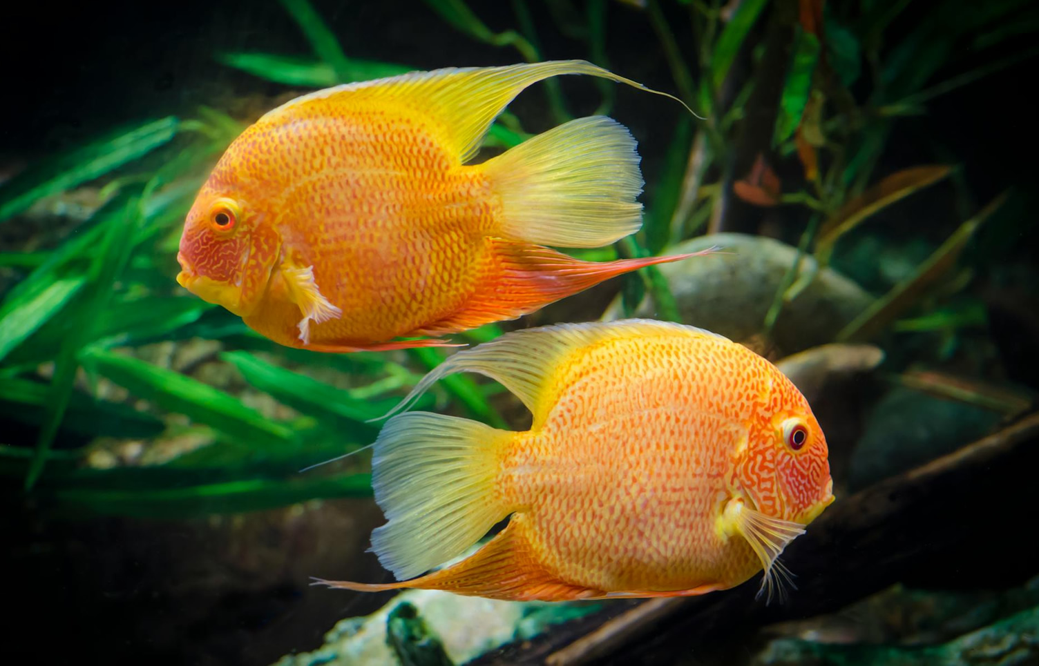 The Beginner’s Guide to Setting Up Your First Aquarium