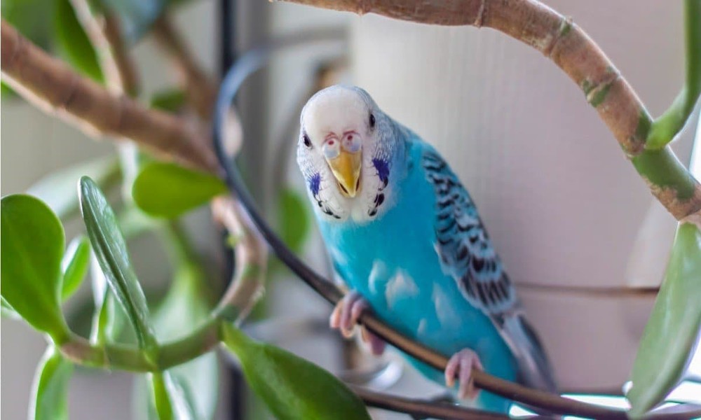 Exotic Pets and Insurance: Can You Insure a Snake or a Parrot?